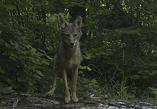 Wildlife Wanderings