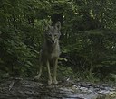 Wildlife Wanderings