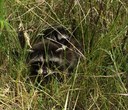 Nature at Home: Wildlife Watching
