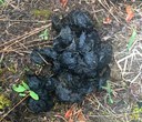 Nature at Home: All About Scat