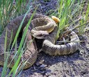 Rattlesnakes in Central Oregon
