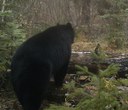 The Nature of Central Oregon: Black Bears