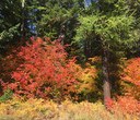 Fall colors and where to find them Fall colors and where to find them