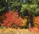 Fall colors and where to find them
