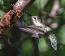 Hummingbirds of Central Oregon