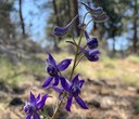 May Wildflowers