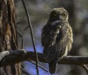 Owls of Central Oregon