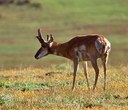 The Speedy and Impressive Pronghorn