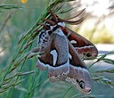 Forget Teddy Bears! Lizards, moths, and frogs are the go-to Valentine's critters of 2020