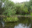 The Restoration of Trout Creek and Antelope Creek