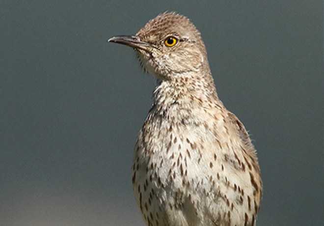 What is a Sage Thrasher?