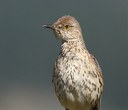 What is a Sage Thrasher?