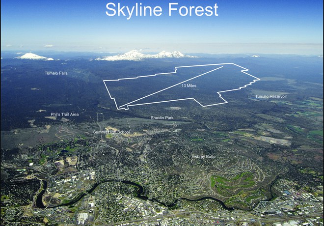 The Story of Skyline Forest