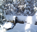 How Wildlife Stay Warm in Winter