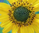 What are Those Yellow Flowers?