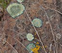 All About Lichens