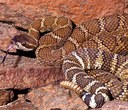 Are there rattlesnakes in Bend, Redmond, Prineville or Madras?