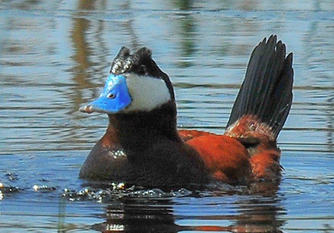 Birds of the Crooked River