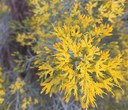 Central Oregon Shrub Guide