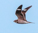 Get to Know the Common Nighthawk