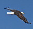 Common Raptors in Central Oregon