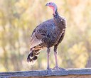 Gobble up these turkey facts