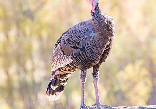 Gobble up these turkey facts