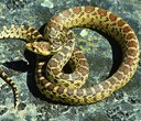 Gopher snake or rattler?