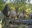 Herd Nerd: All About Elk