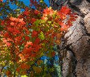 It’s leaf peeping season! Soak in fall colors with the glorious vine maple.