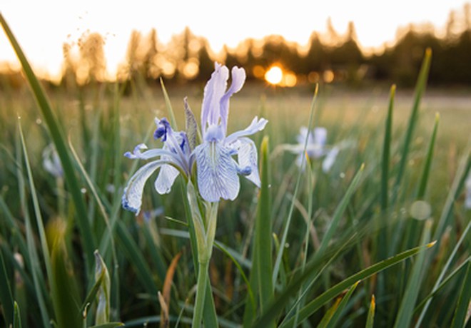 Little meadows make a big impact