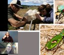 Nature Night Recap: The Importance of Insects with Dr. Tara Cornelisse