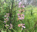 Peck's penstemon: A Wildflower Mystery