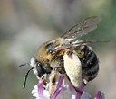 Pollinators of Central Oregon