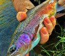 Redband Trout in Central Oregon
