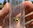 Surveying Oregon's Native Bees