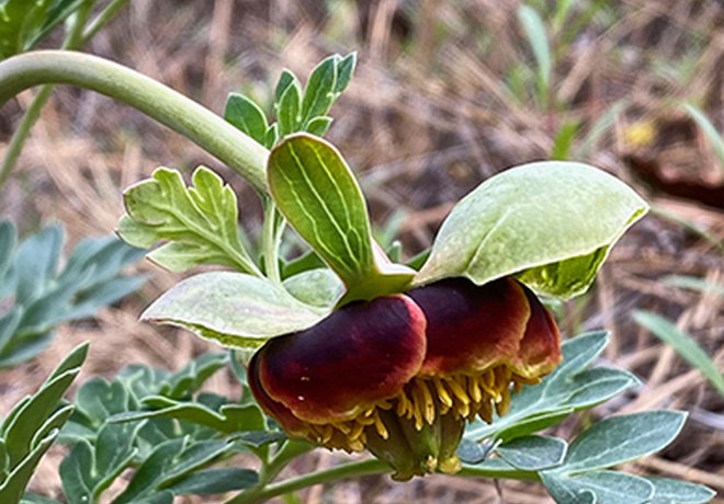 Unusual Wildflowers of Central Oregon