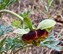 Unusual Wildflowers of Central Oregon