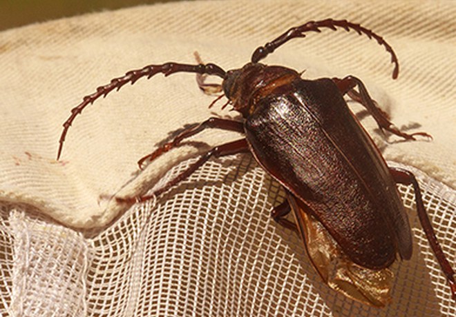 What Makes an Insect an Insect?
