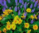 Where the Wildflowers Are