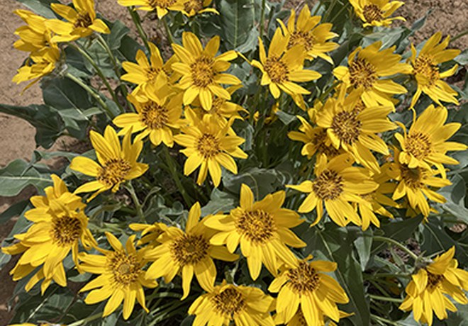 Wildflowers of the Ochocos