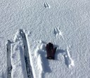 Winter Wildlife Tracking