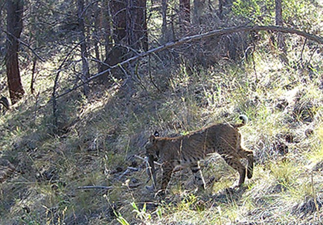 Summer Wildlife Wanderings