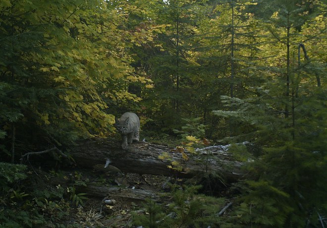 Fall Wildlife Wanderings