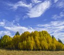 Aspen, More Than Your Average Tree