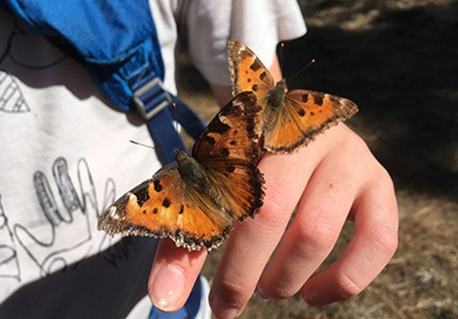 Butterflies of Central Oregon and their host plants