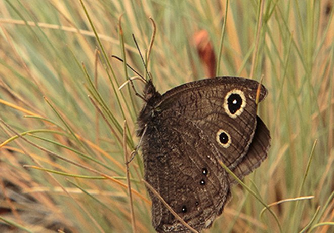 Butterfly or Moth? How to Tell the Difference