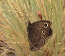 Butterfly or Moth? How to Tell the Difference