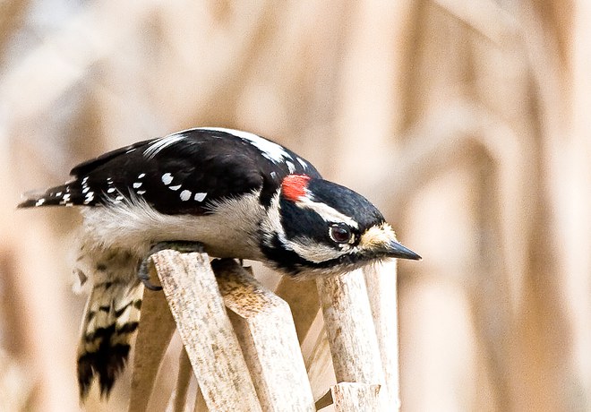 Woodpeckers of Central Oregon