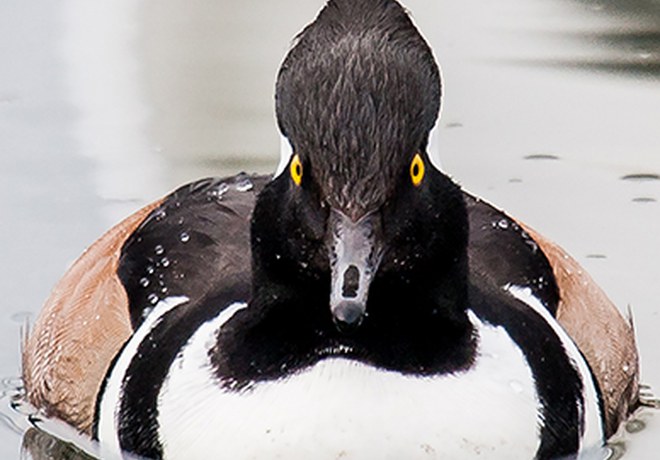 Ducks of Central Oregon